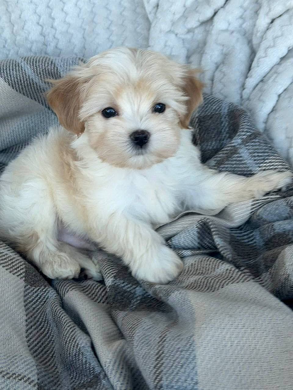 Ollie photo 1 of 10