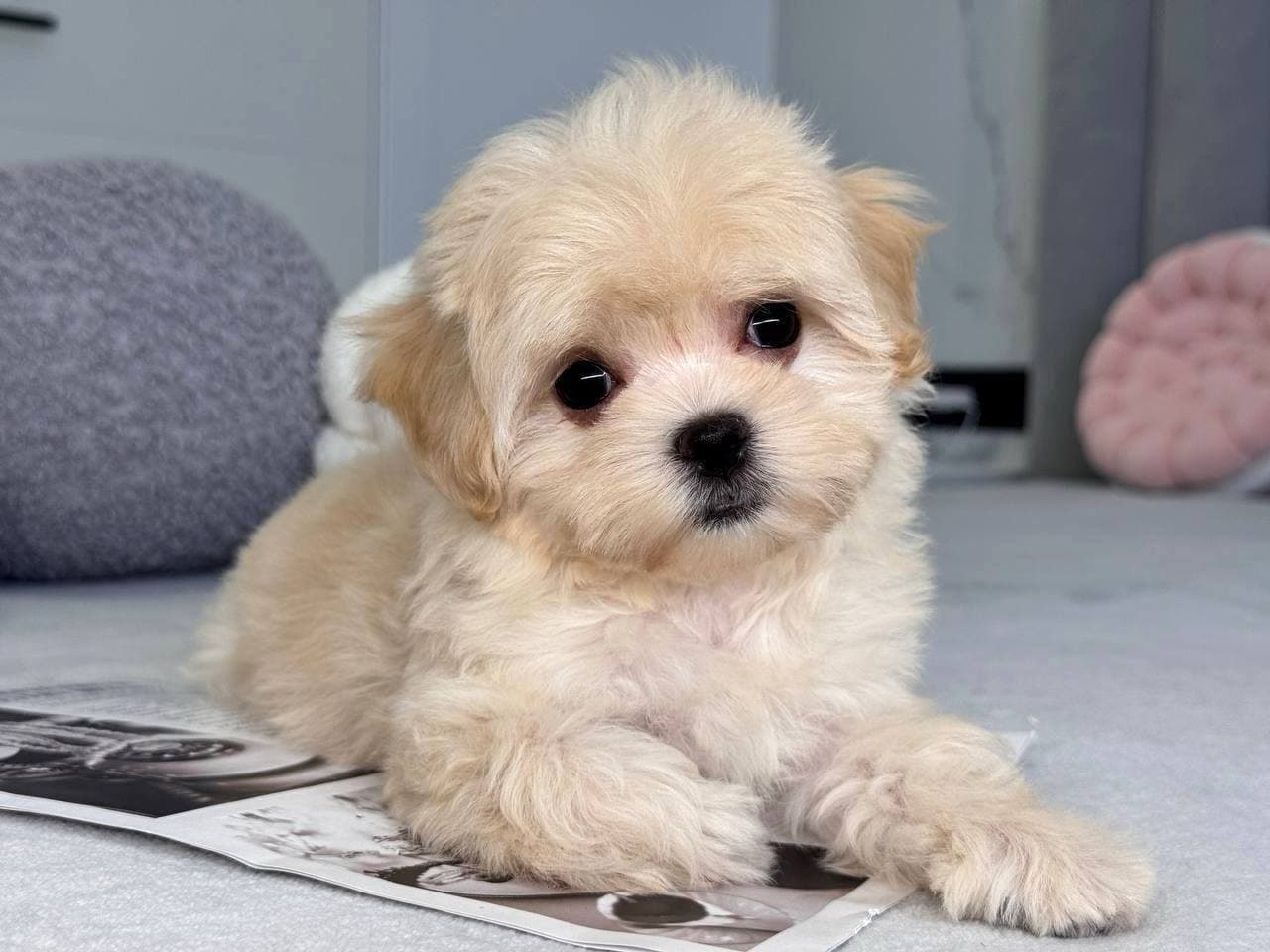 Milo photo 1 of 6