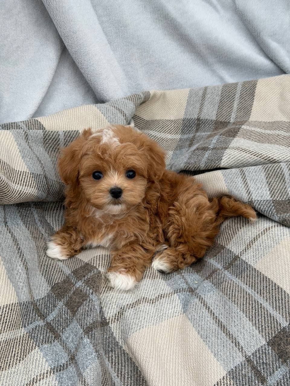 Ozzy