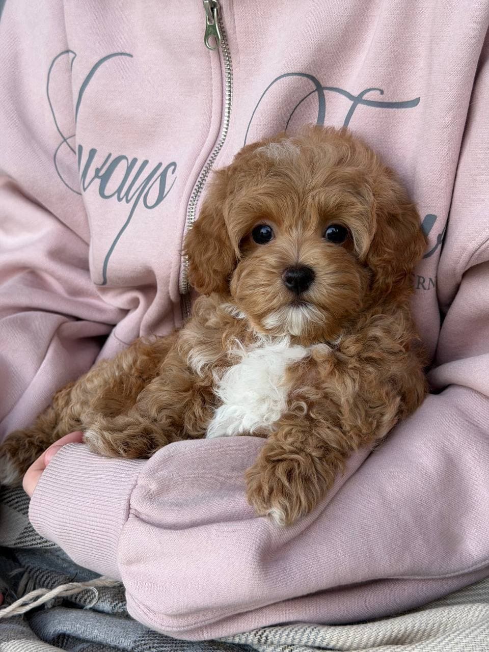 Buddy